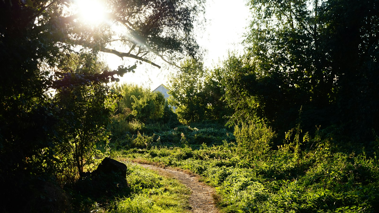 A dirt path winding through lush green vegetation under a bright low sun